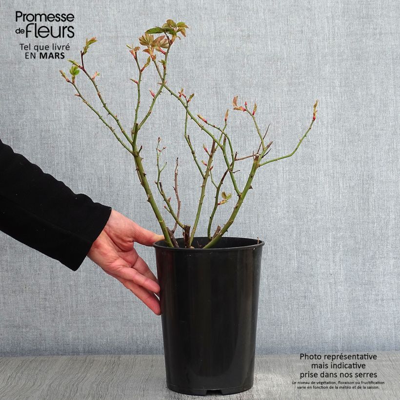 Rosa Mme Issac Pereire - Bourbon Rose 4L/5L pot sample as delivered in winter