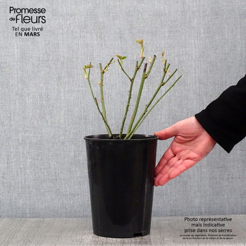 Rosa Mrs John Laing 4L/5L pot sample as delivered in winter