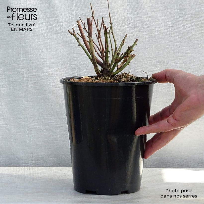 Rosa chinensis Old Blush - China Rose 4L/5L pot sample as delivered in winter