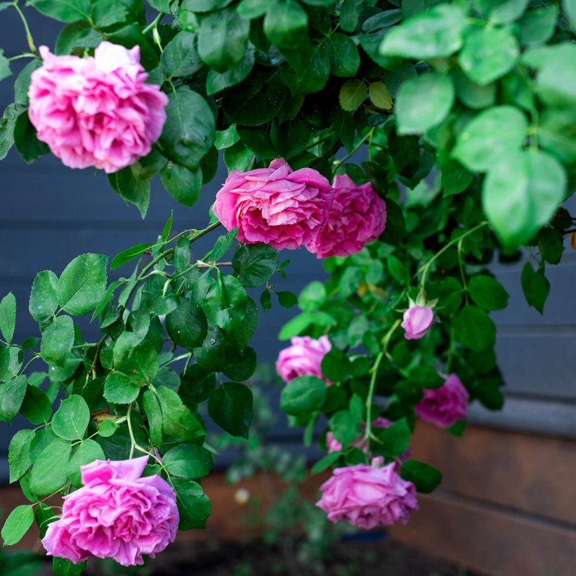 Rosa Paul Neyron - Repeat Flowering Rose (Plant habit)