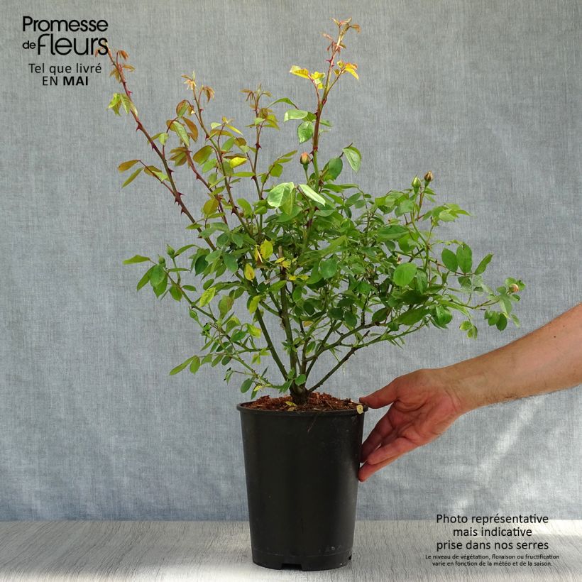 Rosa multiflora Phyllis Bide - Climbing Rose 4L/5L pot sample as delivered in spring