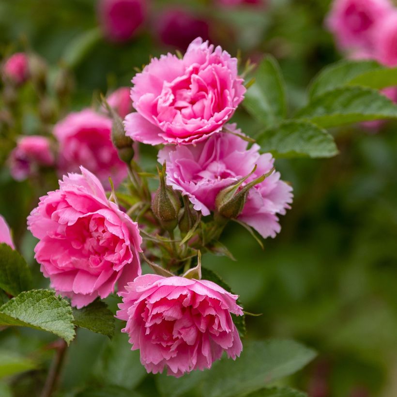 Rosa rugosa Pink Grootendorst (Flowering)