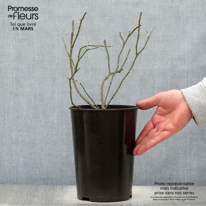Rosa Raubritter - Climbing Rose 4L/5L pot sample as delivered in spring
