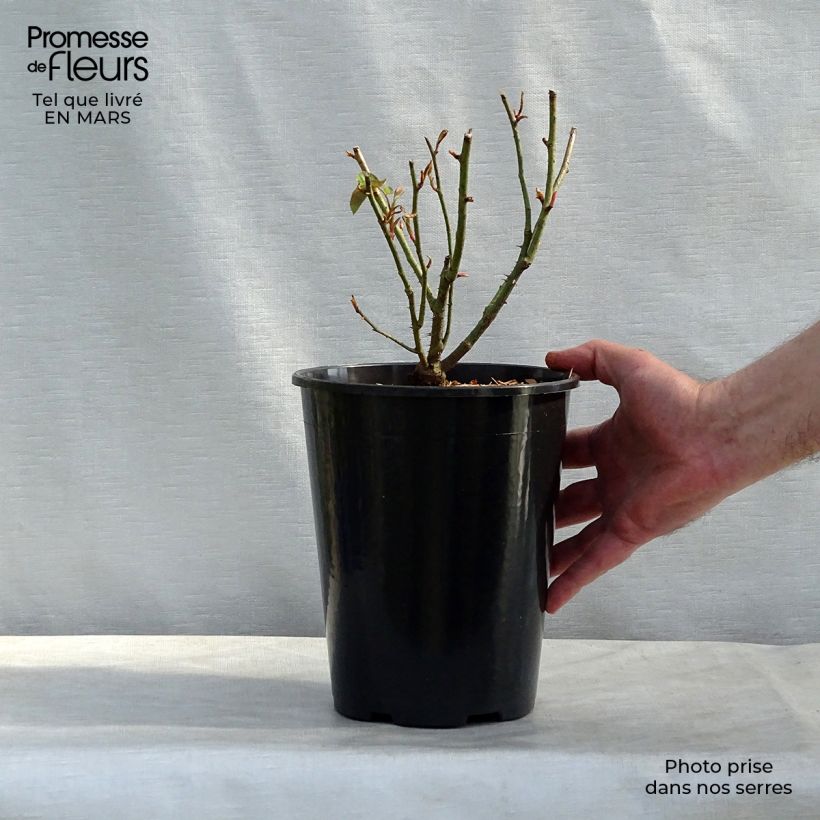 Rosa Reine des Violettes 4L/5L pot sample as delivered in winter