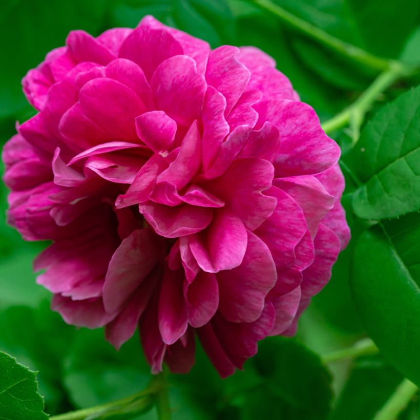 Rosa De Resht - Damask Rose (Flowering)