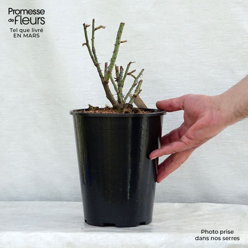 Rosa De Resht - Damask Rose 4L/5L pot sample as delivered in spring