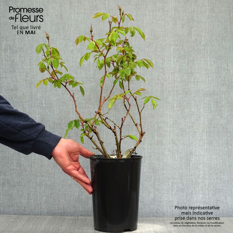 Rosa Sally Holmes 3L/4L pot sample as delivered in spring