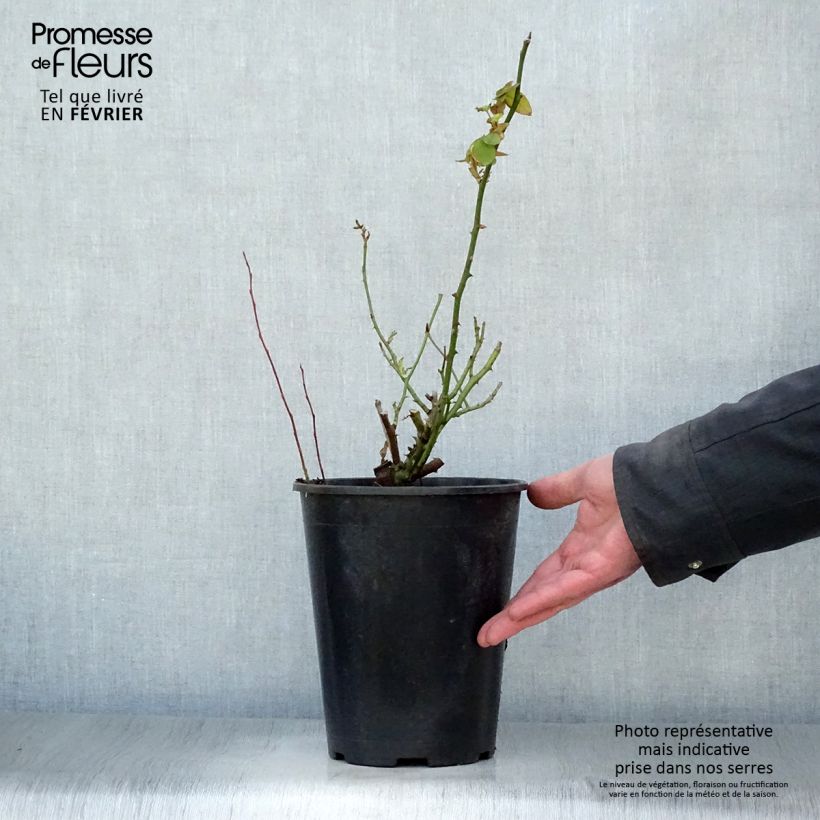 Rosa Souvenir de la Malmaison 4L/5L pot sample as delivered in winter