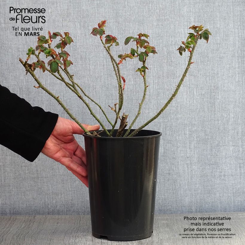 Rosa William Lobb - Moss Rose 4L/5L pot sample as delivered in winter