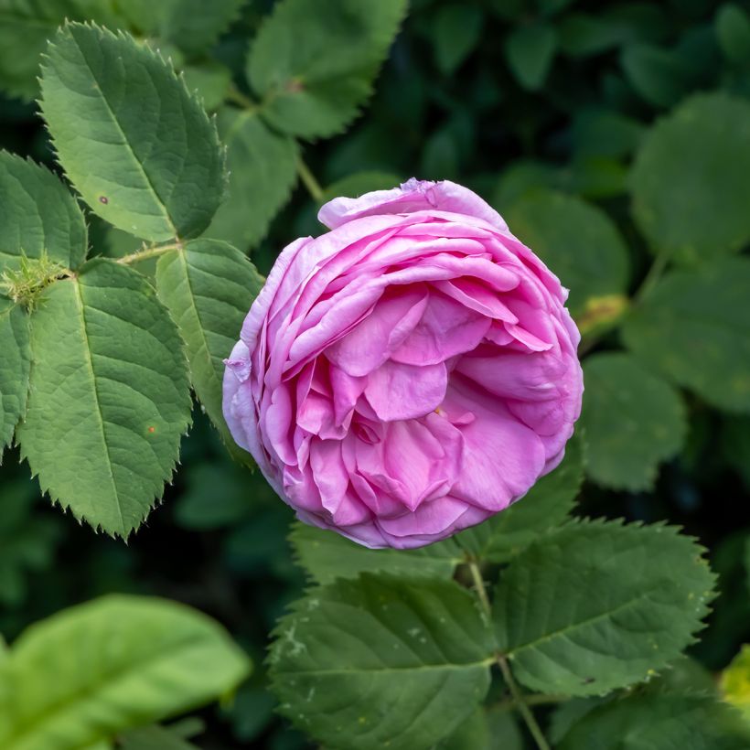 Rosa centifolia - Cabbage Rose (Flowering)