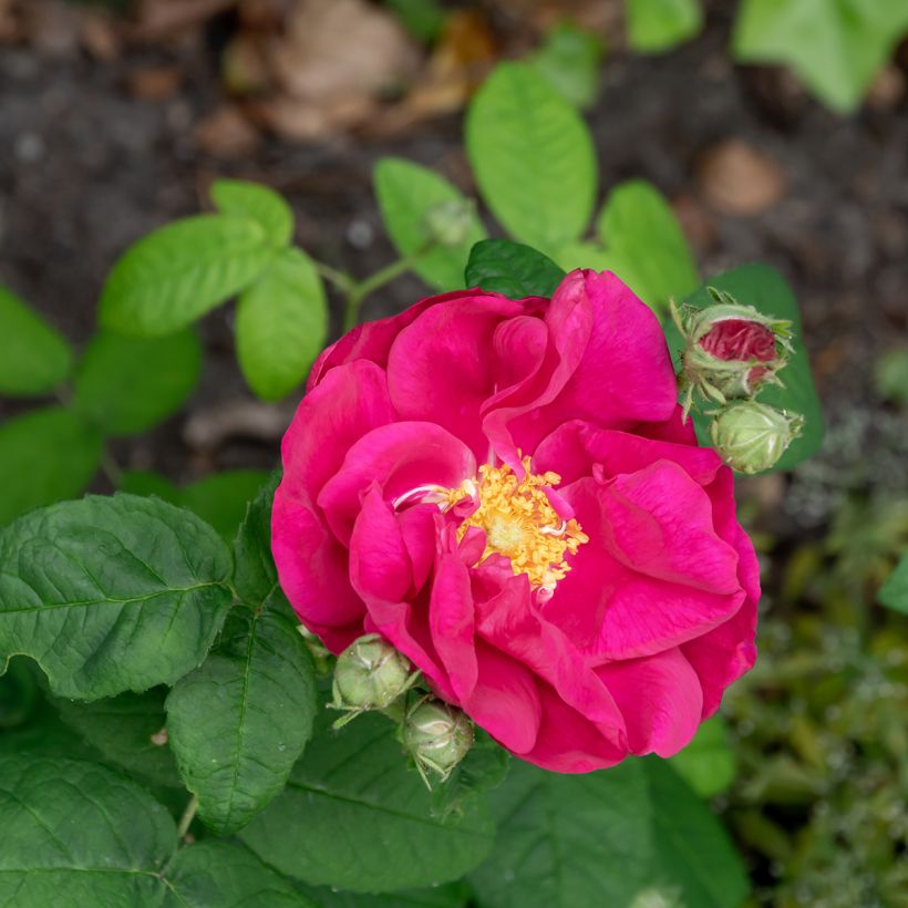 Rosa gallica Officinalis (Flowering)