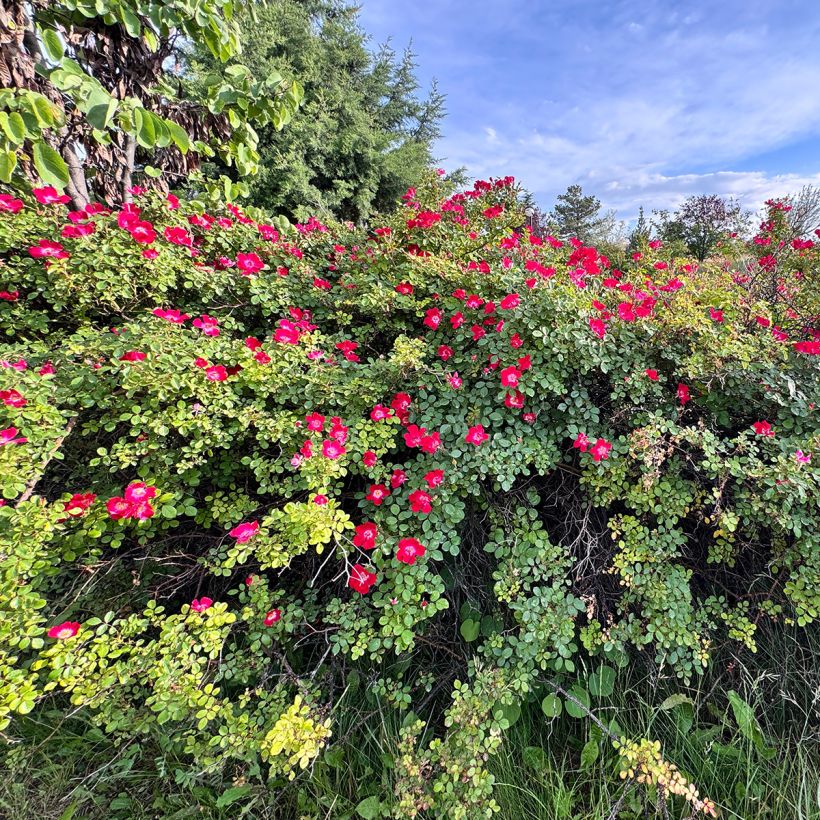 Rosa gallica Officinalis - Old Gallic Rose (Plant habit)