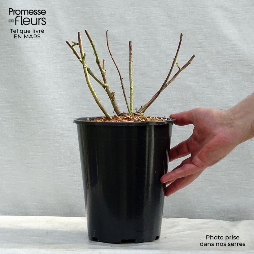 Rosa gallica Versicolor - Old Gallic Rose 4L/5L pot sample as delivered in winter