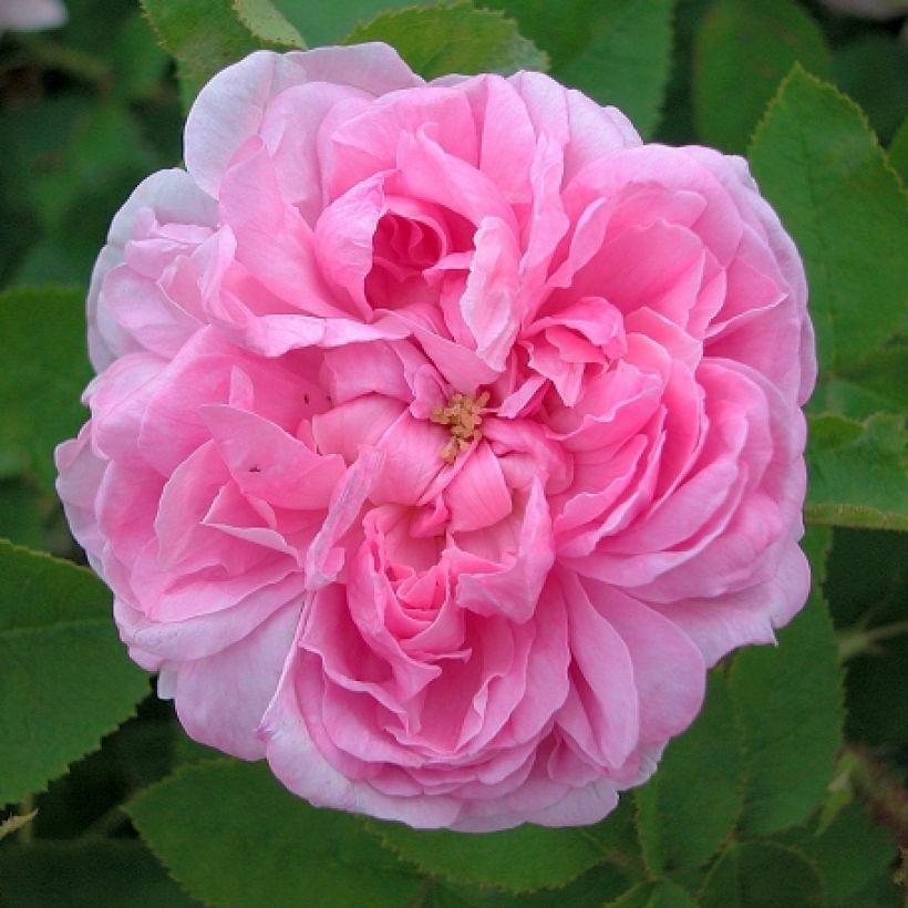 Rosa centifolia var. muscosa Salet - Cabbage Rose (Flowering)