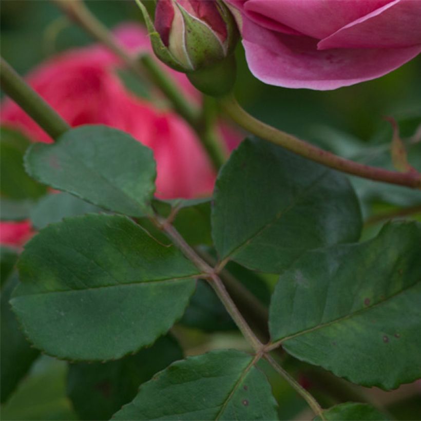 Rosa Boscobel - English Shrub Rose (Foliage)