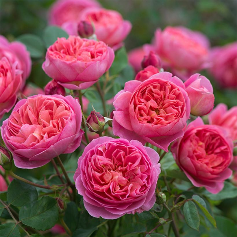 Rosa Boscobel - English Shrub Rose (Flowering)