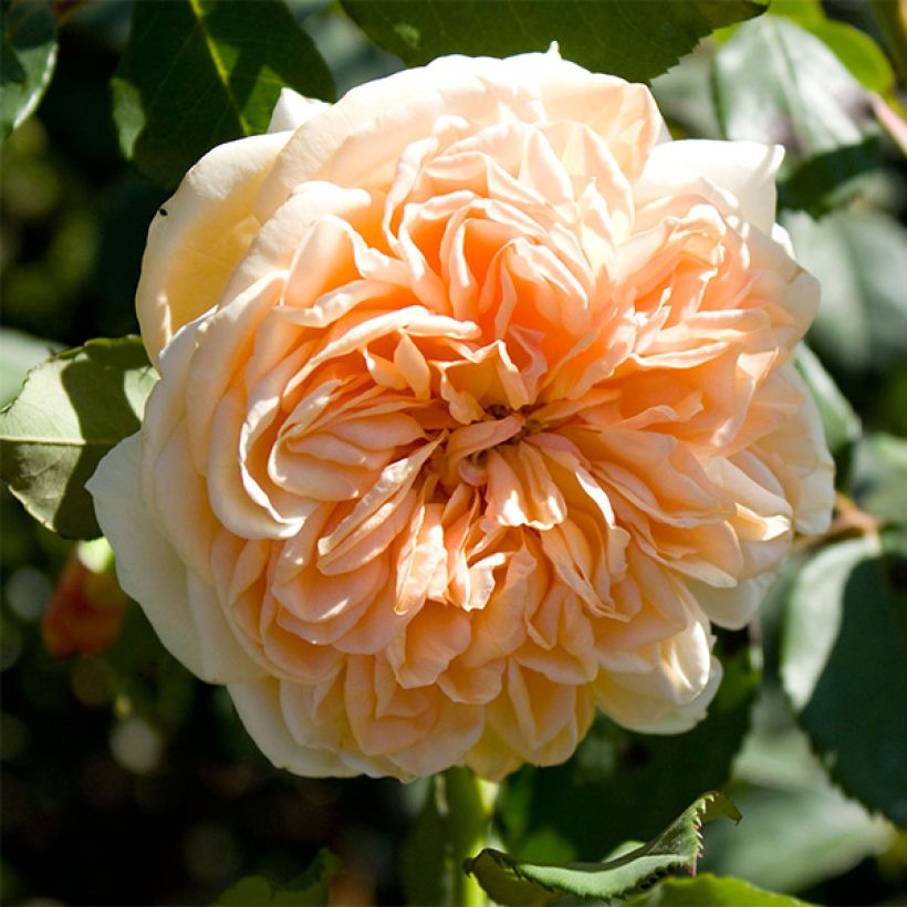 Rosa Port Sunlight - English Shrub Rose (Flowering)