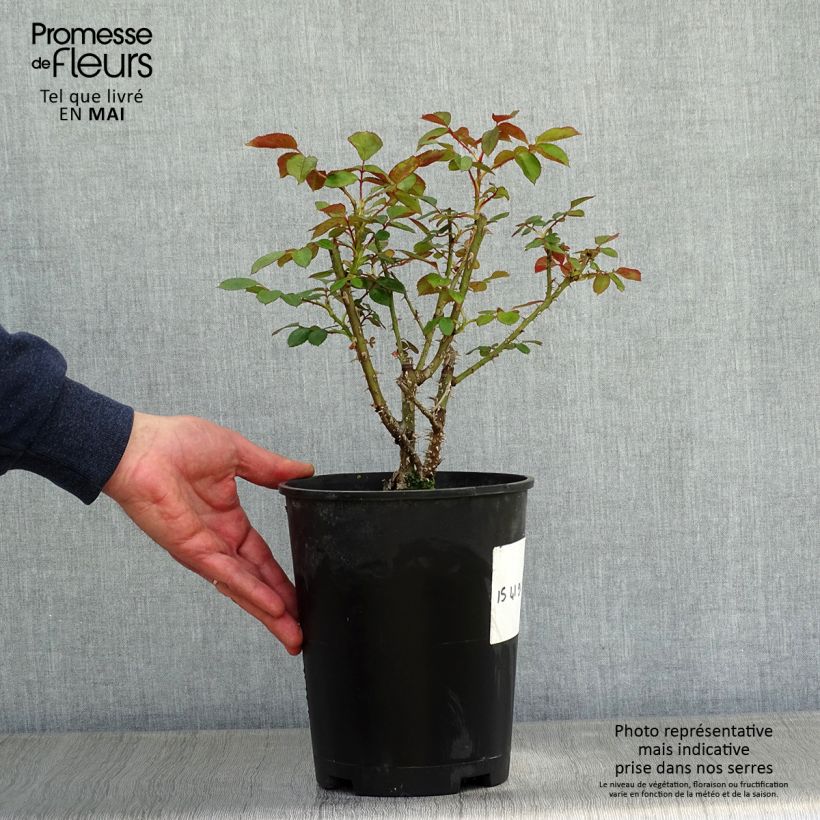Rosa Doctor Watson   4L/5L pot sample as delivered in spring