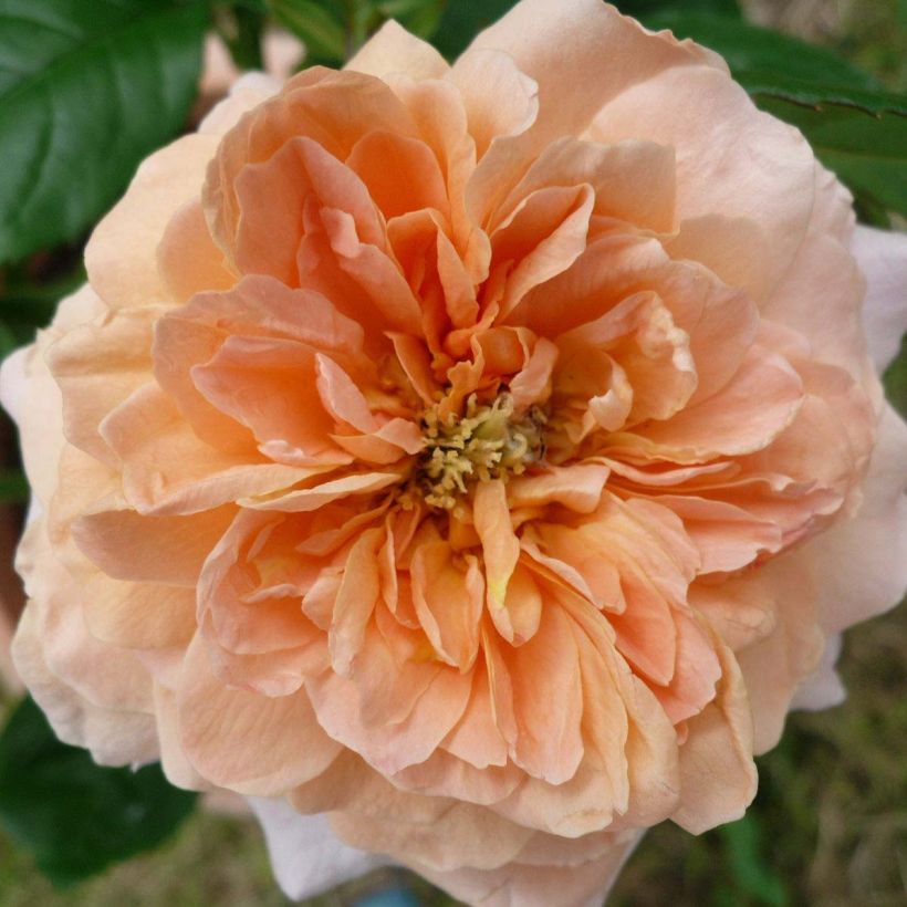 Rosa grandiflora King Arthur (Flowering)