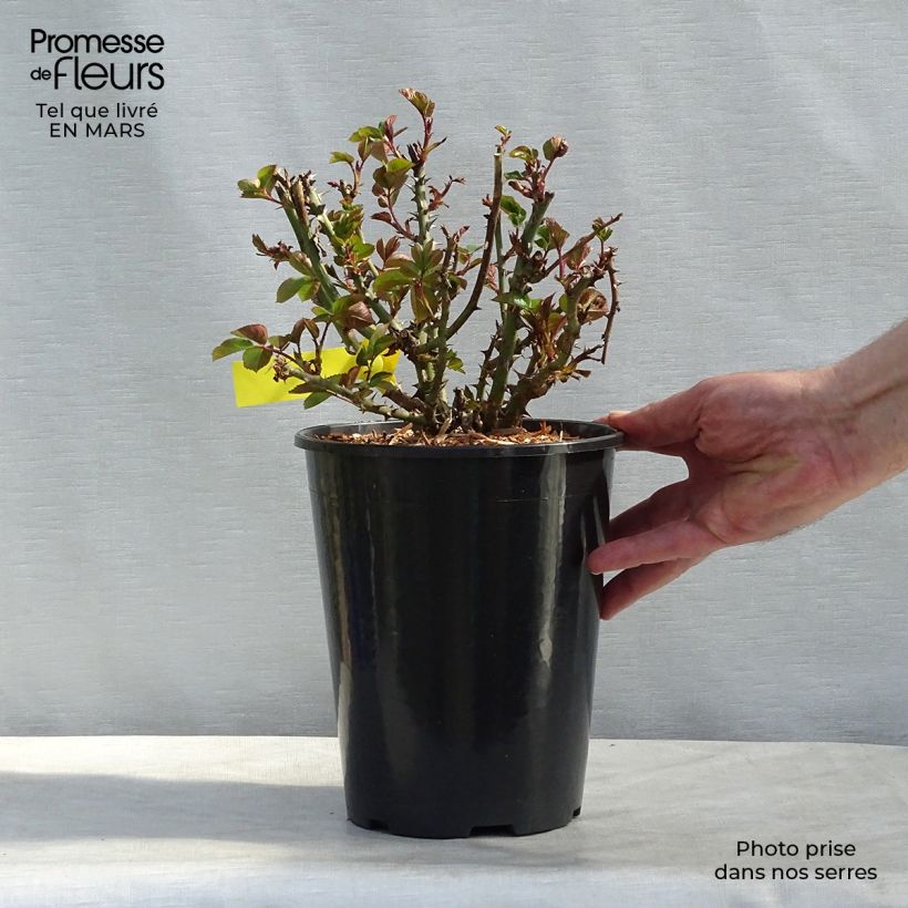 Rosa grandiflora Oxford  4L/5L pot sample as delivered in spring