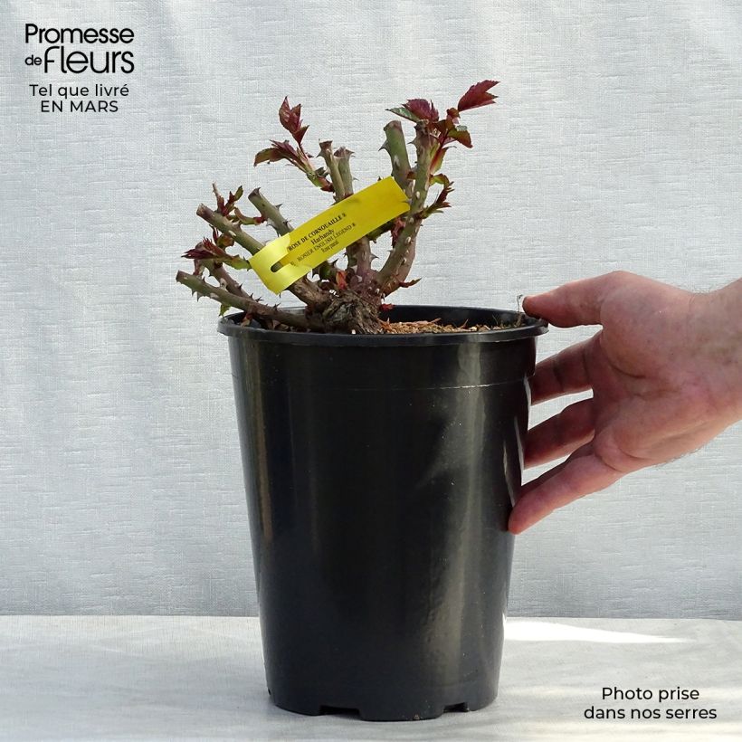 Rosa Rose de Cornouaille  4L/5L pot sample as delivered in spring