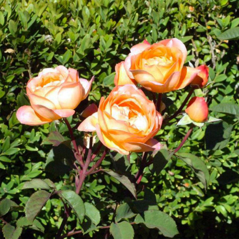 Rosa Lady Emma Hamilton - English Shrub Rose (Flowering)