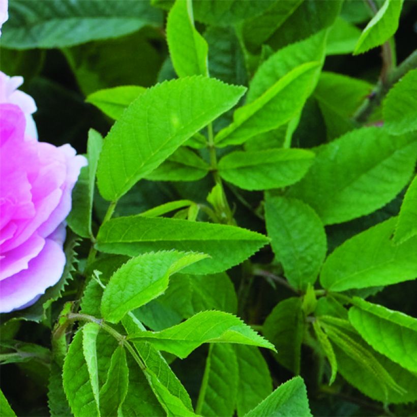 Rosa Maid Marion - English Shrub Rose (Foliage)