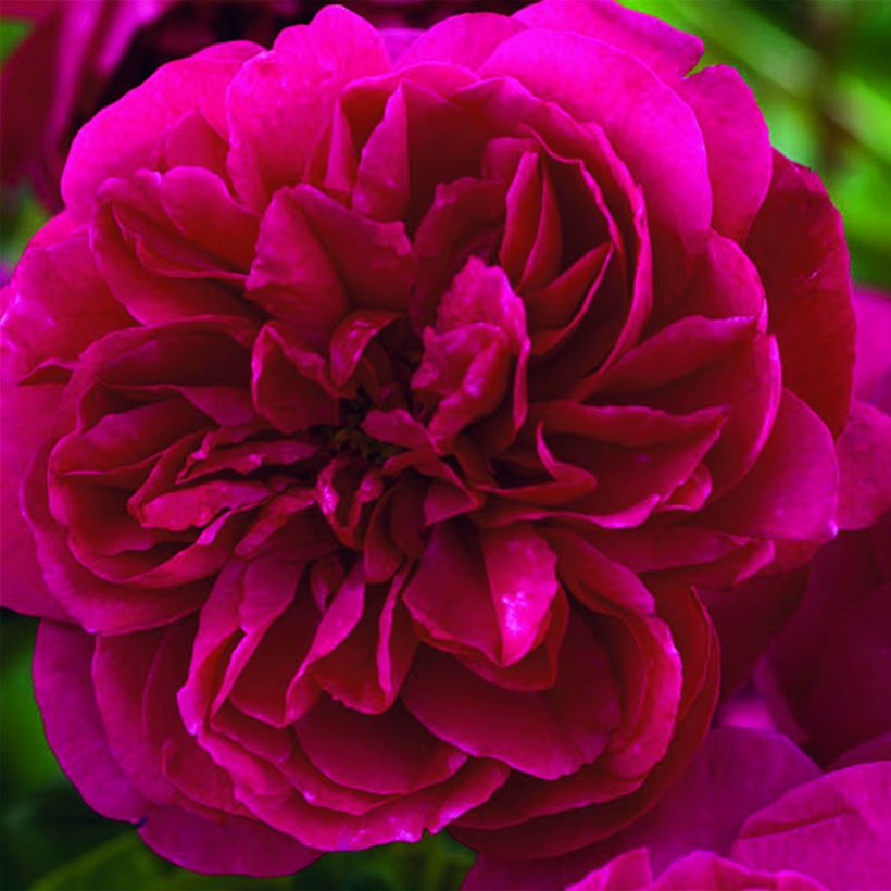 Rosa Thomas à Becket - English Shrub Rose (Flowering)