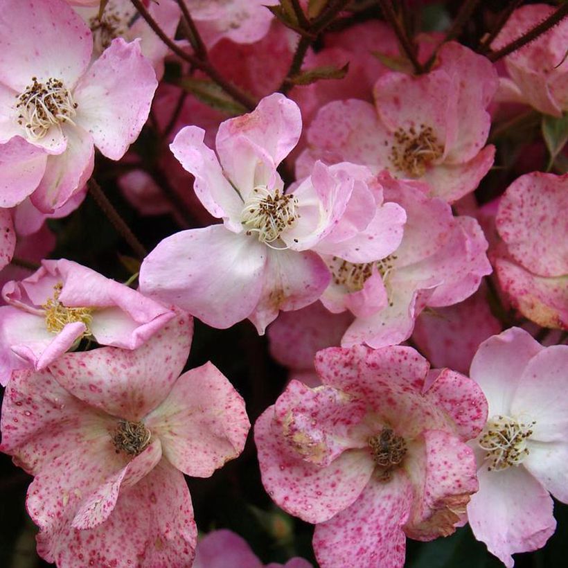 Rosa x moschata Alden Biesen (Flowering)