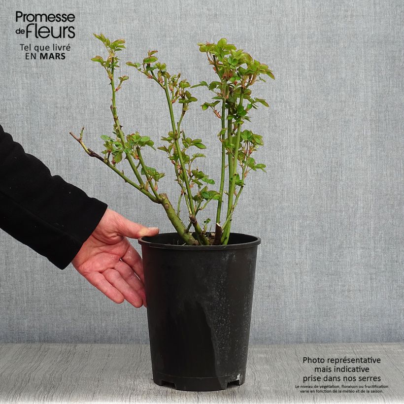 Rosa x floribunda 'Astrid Lindgren' - Floribunda Rose 4L/5L pot sample as delivered in winter