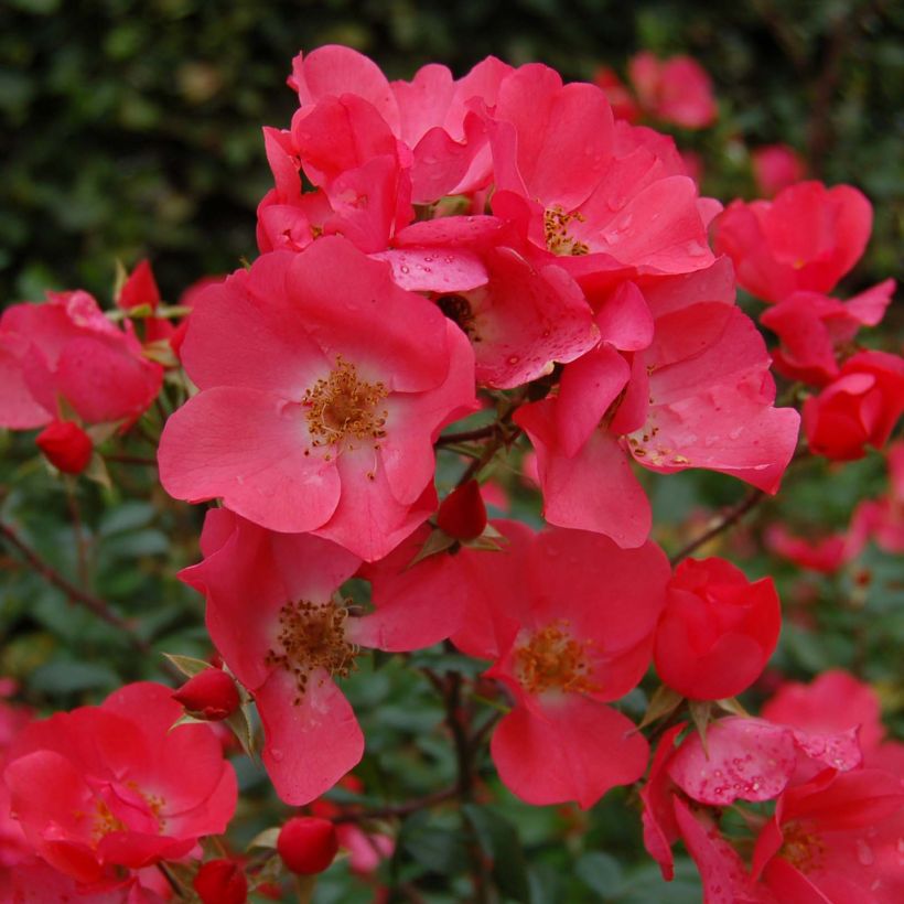 Rosa Douceur Normande (Flowering)