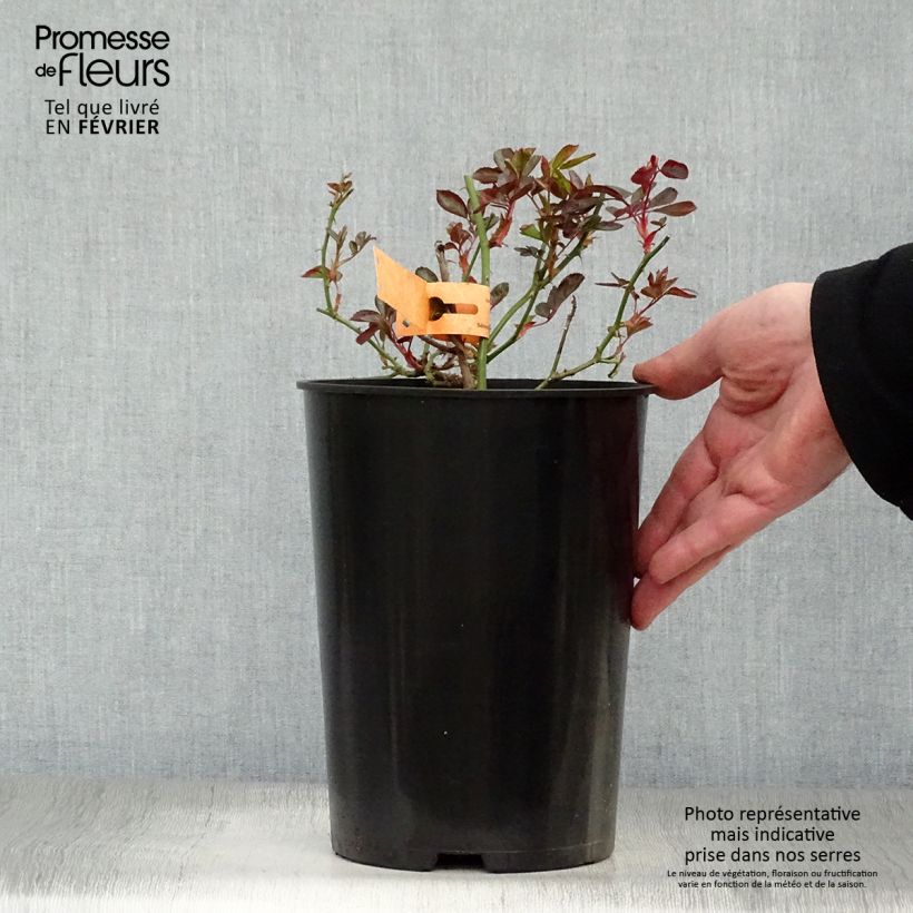 Rosa Douceur Normande  4L/5L pot sample as delivered in winter