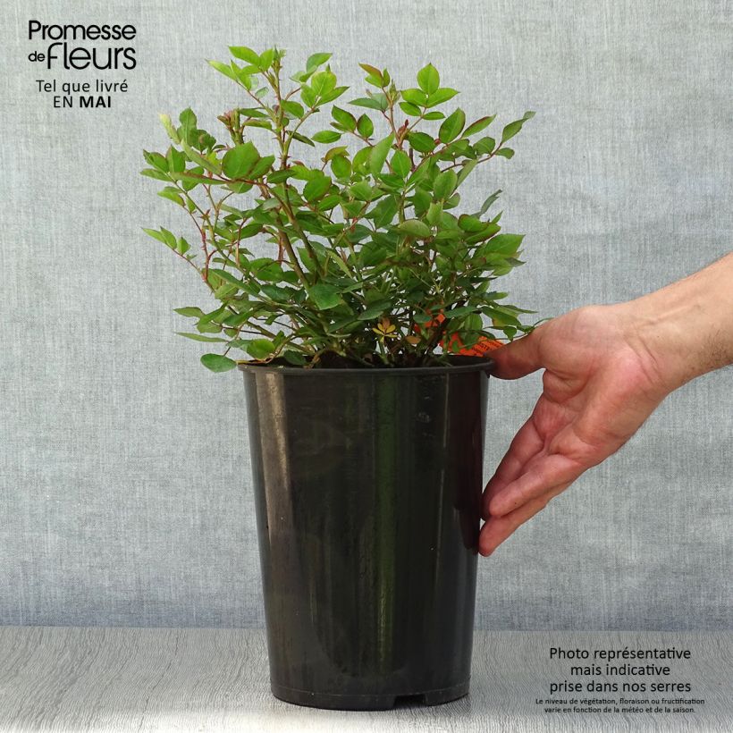Rosa Douceur Normande  4L/5L pot sample as delivered in spring