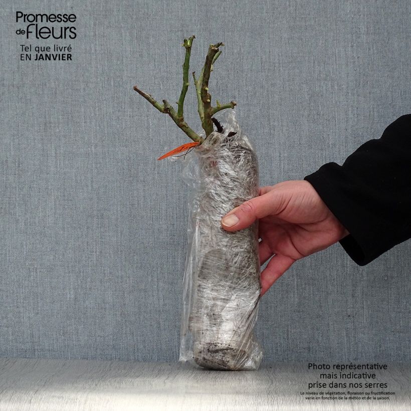 Rosa x moschata Frisson Frais - Musk Rose Wrapped bare root sample as delivered in winter