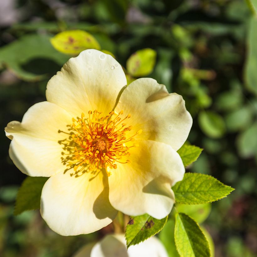 Rosa Golden Wings (Flowering)