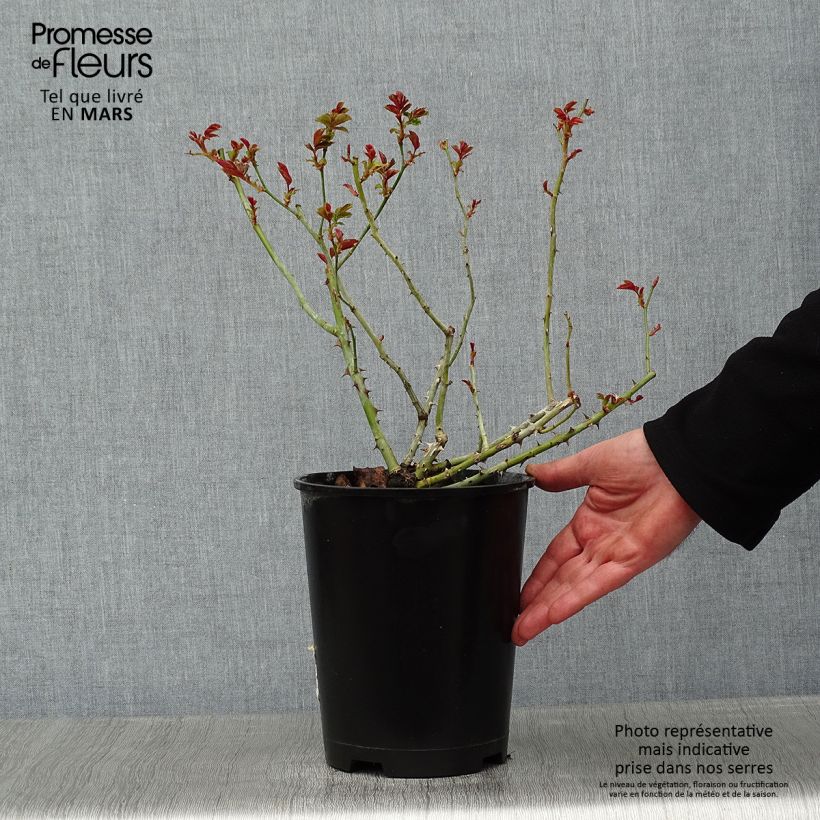 Rosa Queen of the Night - Floribunda rose 3L/4L pot sample as delivered in winter