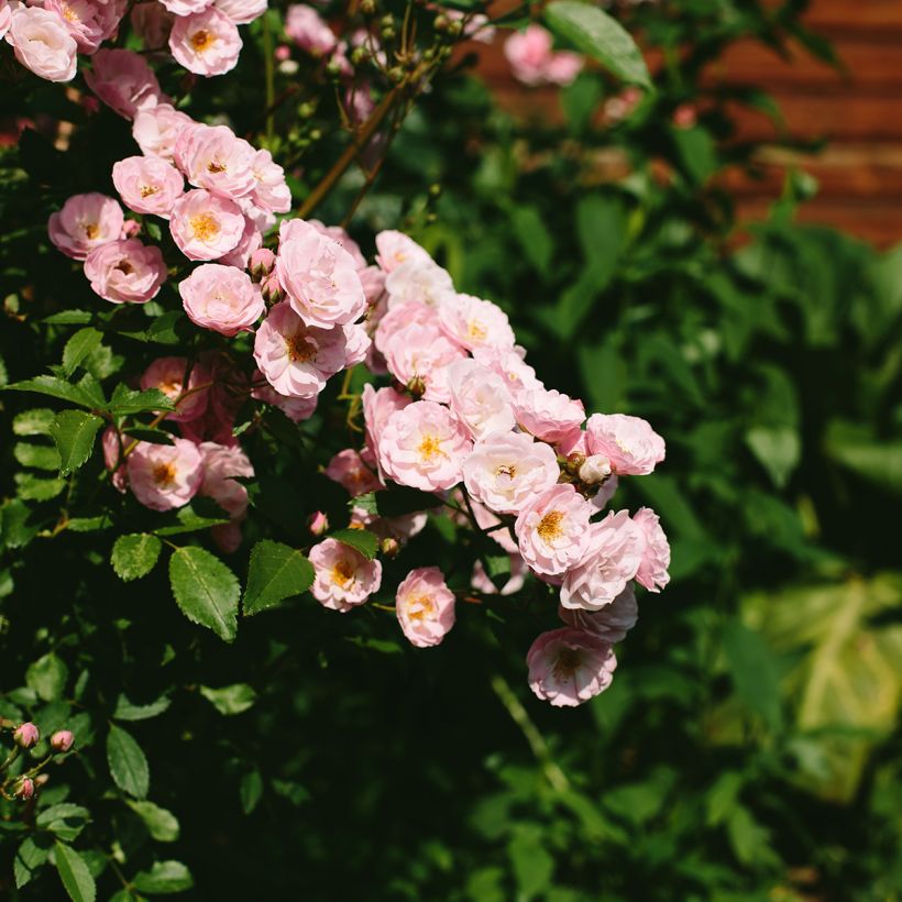 Rosa Queen of the Musks - Hybrid Musk rose (Flowering)