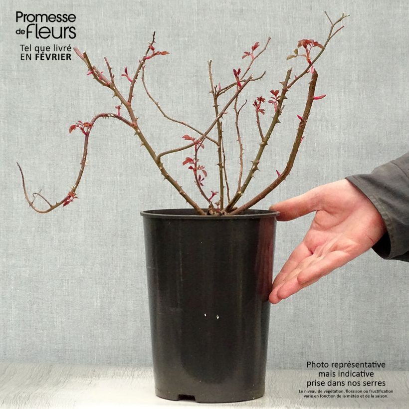 Rosa Rosy Cushion - Shrub Rose 4L/5L pot sample as delivered in winter