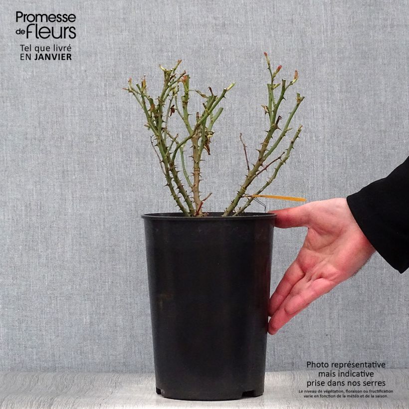 Rosa Soul - modern shrub rose 4L/5L pot sample as delivered in winter