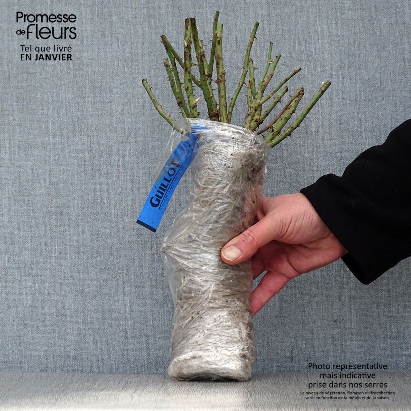 Rosa Violet Hood - Shrub Rose Wrapped bare root sample as delivered in winter