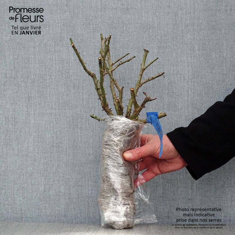 Rosa Waterloo - Hybrid Musk Rose Wrapped bare root sample as delivered in winter