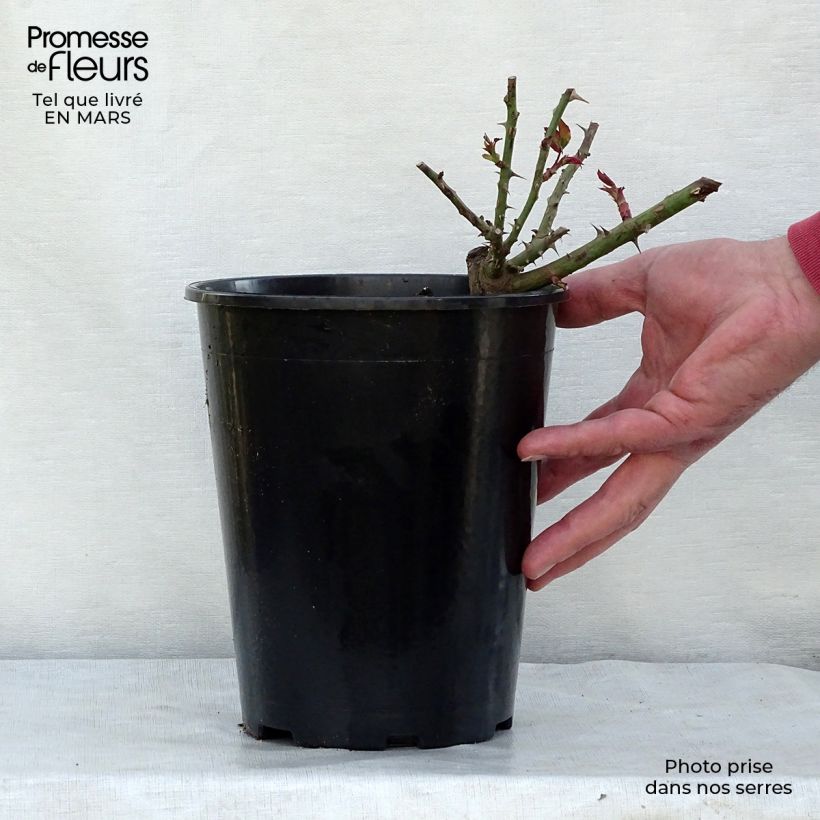 Rosa  Westerland (Korwest) - Hybrid Shrub Rose 4L/5L pot sample as delivered in winter