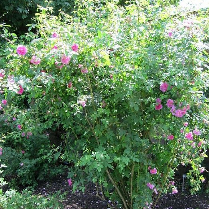 Rosa californica Plena (Plant habit)