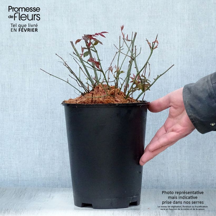 Rosa x chinensis 'Mutabilis' - China Rose 4L/5L pot sample as delivered in winter