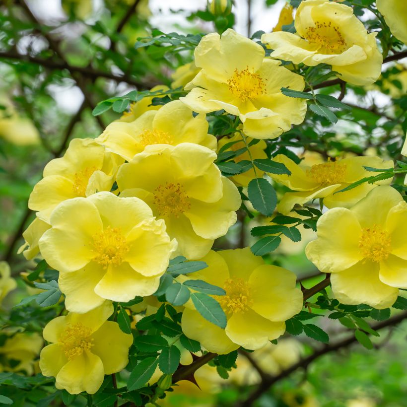 Rosa hugonis (Flowering)