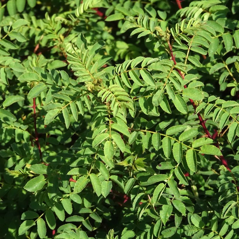 Rosa hugonis (Foliage)