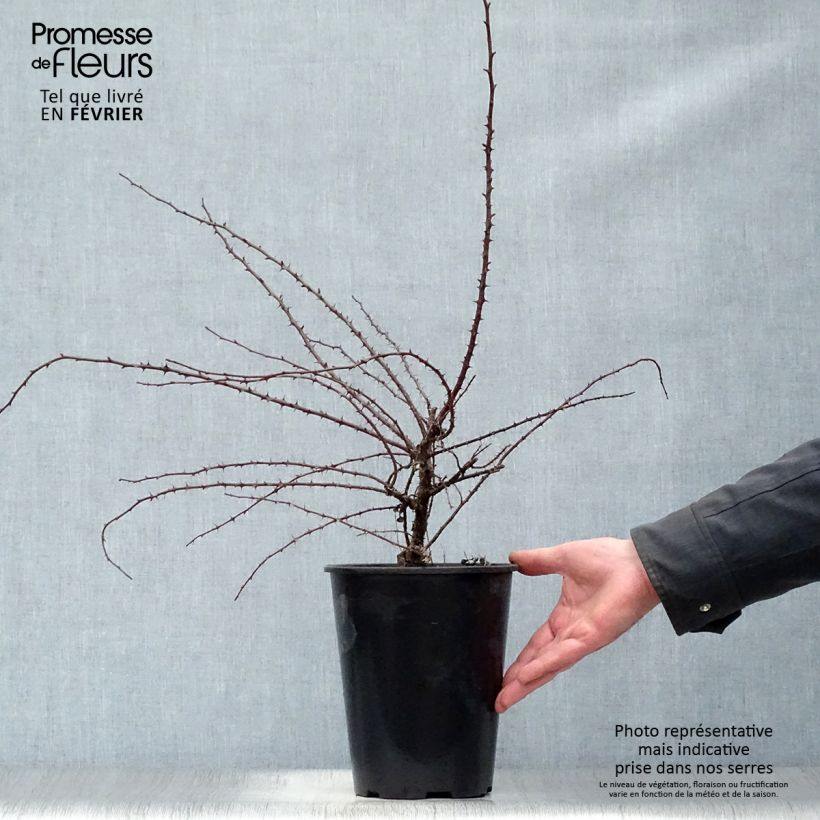 Rosa hugonis 3L/4L pot sample as delivered in winter