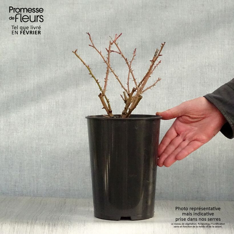 Rosa moyesii Geranium 3L/4L pot sample as delivered in winter