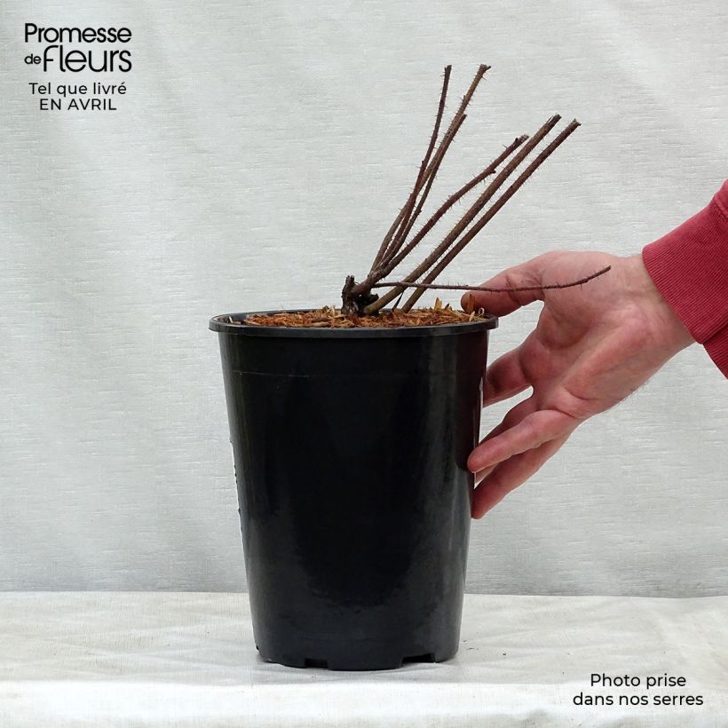 Rosa nitida 2L/3L pot sample as delivered in spring