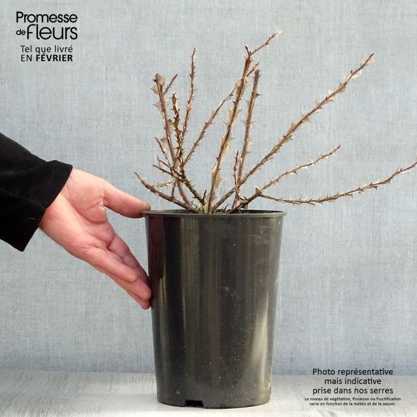 Rosa omeiensis Pteracantha 4L/5L pot sample as delivered in winter